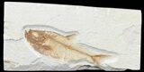 Bargain, Diplomystus Fossil Fish - Wyoming #67929-1